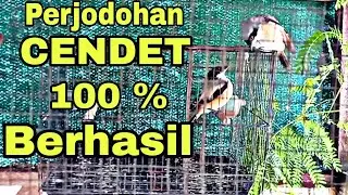 CARA MENJODOHKAN BURUNG CENDET DENGAN MUDAH || PASTI BERHASIL || ANTI DI BANTAI || DI SERTAI VIDIO