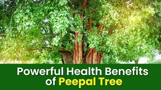 Peepal Tree Magic: 14 Amazing Benefits and Utilizations