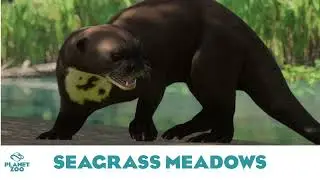 Seagrass Meadows - Planet Zoo Music/Aquatic Pack