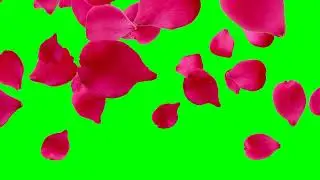 Free green screen video, rose, flower, chroma key, 3d animation, 4K, HD