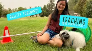 Agility training for puppies| Agility at home for beginners