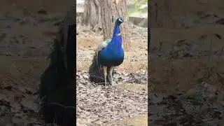 Peacock missing sound. #Shorts
