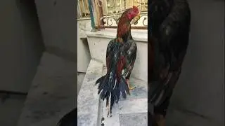 #foryou #aseel #birds #foryourpage #subscribe #shorfeed #shorts #shortvideo #trending #video fyp