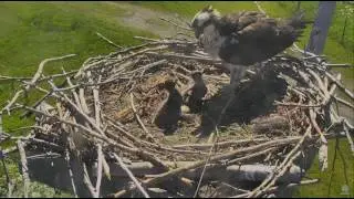 6/23/17 Youngest chick wakes up and picks a fight - Charlo Osprey Cam