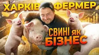 ‼️1000 💵 Баксів з свині 🐷 вагою 250 кг - реально 💪 Свині як бізнес #farmer #pig #feed #farming 