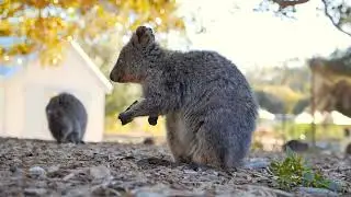 The Quokka -  One of Australia's cutest marsupials