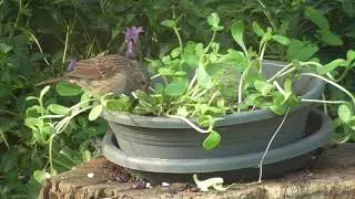 Die Vogelfutter - Plantage