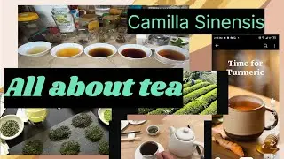 🫖 TEA CAMILLA, Information- Description & More! (Camilla Sinensis) , by lubnadishdiary