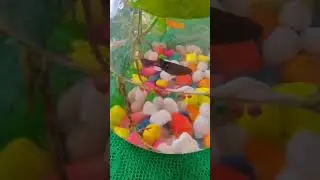 Fish Bowl🥰#Shorts#Small aquarium