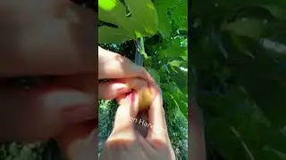 Passion Fruit #picking #yummy #passion #fruit #amsr #shortvideo