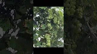 raisin bio sans produits chimiques #maroc