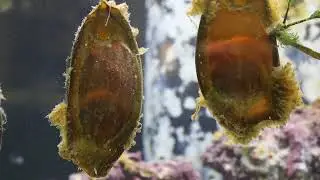 Black Banded Cat Shark Eggs; NRHS Shark Hatchery Lab (180101:45)