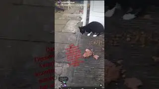 Tierschutzverein Templin danke f&uuml;r eure hilfe