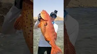 Land based the most beautiful fish in the Red Sea #fishing #nature #صيد #pescadores #fish
