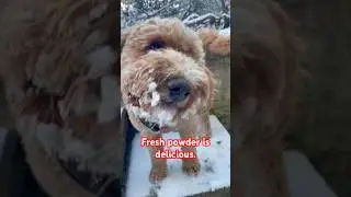 The Best Kind of Beard!  ❄️🐶