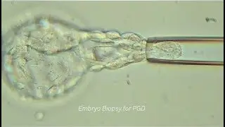 The Fertility Lab at Northwell Health Fertility