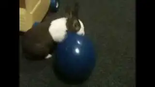 Tiger the Dutch rabbit chasing his balloon/2nd video