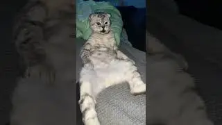 #котик #тюлень #смешныеживотные #котобормот #весёлыйкот #kat #весело #юмор #приколы