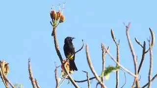 Puerto Rican Oriole - Female Song!