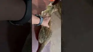 Cat Massage #shortvideo #shorts