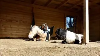 HD - Take it slow - Arvalon Golden Survivor & Thunderboy Sensation