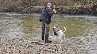 Coho at Coquitlam river