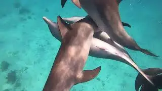 ذكور الدولفين يتناوبون علي أنثي الدولفين Male dolphins alternate with a female