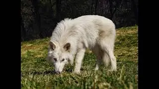 Animals Minecraft Cave Sound Effect pt 1