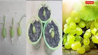 Easy methods grow grape plants with Aloevera,,growing grape tree at home  Methods skills in soil