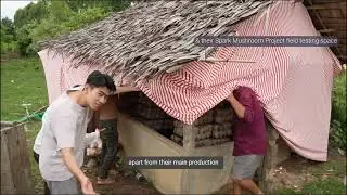 Growing mushrooms for food and income in Cambodia