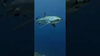 Bro did you know, Thresher Sharks tails can whip prey at 24 metres per second, or more than 50mph.