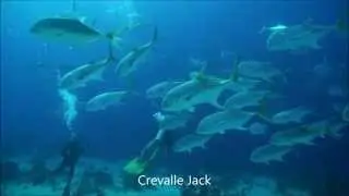 Crevalle Jack