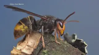 Invasive hornet species found in the US for the first time
