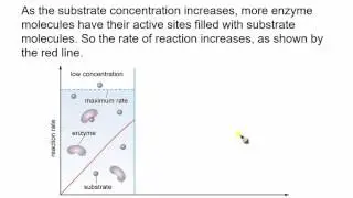 Substrate Concentration
