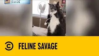 Feline Savage | The Greatest #AtHome Videos | Comedy Central Africa