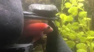 Strawberry peacock cichlid hierarchy in all male aquarium