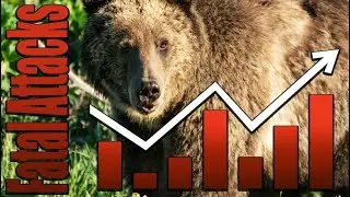 Cause of record number of bear attacks in North America #wildspaces #grizzlies #bears