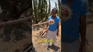 Aprend&iacute; a Cortar Pitayas y no es nada f&aacute;cil #pueblo #pitaya #mexico #campo #cosecha #frutas