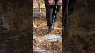 Seedling transplanting process