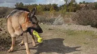 The Survival of COURAGE the German Shepherd