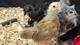English game chicken baby | fancy birds | fancy hens breed @Birdspetsbreedar 