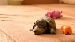Mr. Pepper