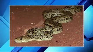 Cuban boas hunt in groups, researchers say