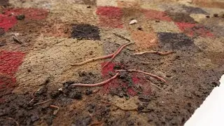 Insect Eggs, Worms and Mould : What Hasn't This Rug Got On It ? | Satisfying ASMR Carpet Cleaning
