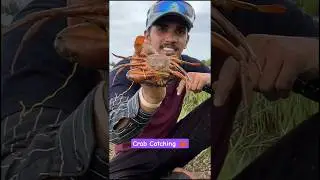 Mud Crab catch 🦀😱 #crabs #crabcatching #mudcrab #shorts #villagelife