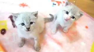 【生後21日】動くものをじーっと見つめちゃう赤ちゃん猫たち【保護子猫】Kittens staring at something