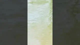 Bite is on!
