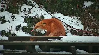 Backyard Fox (Live)  #redfox, #nature, #animals, #UrbanAnimals, #FoxSightings, #Wildlife