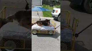 Old Dog Taken For Walks On Custom Cart