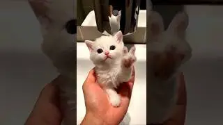 Bubble kiten 🥰 #cat​ #kiteen​ #cutecat​ #catlovers​ #bubble​ #CartoonLover #cartoon #shots
